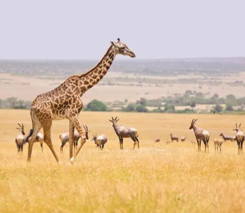 Thrilling Kenya Masai Mara Safari for 4 Days / 3 Nights